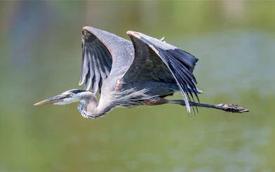 Blue Heron flying over water during Fort Bragg's Scenic Pudding Creek Express.