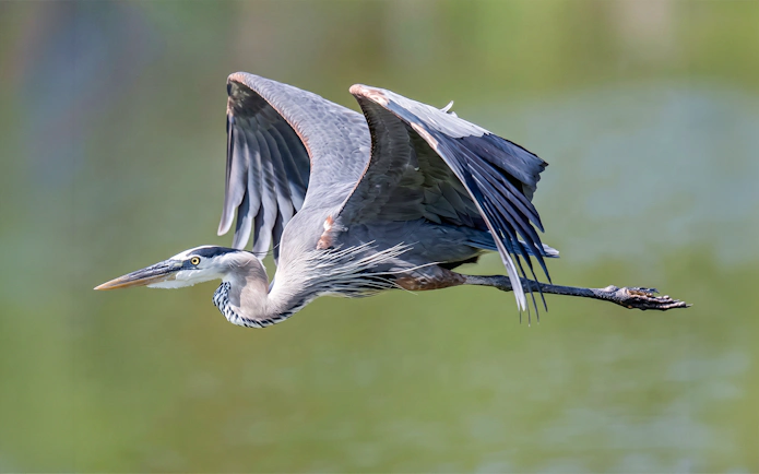 Blue Heron flying over water during Fort Bragg's Scenic Pudding Creek Express.