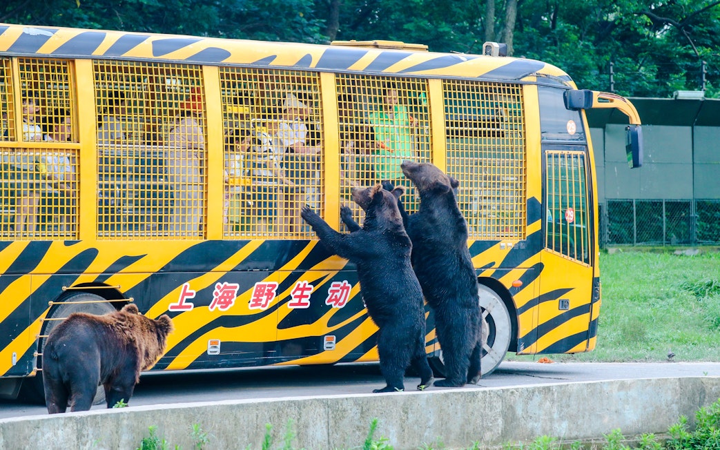 Bears interacting with a safari bus at Shanghai Wild Animal Park.