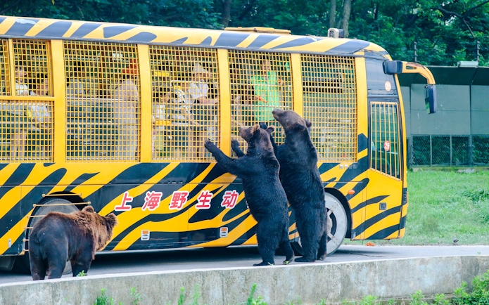 Bears interacting with a safari bus at Shanghai Wild Animal Park.