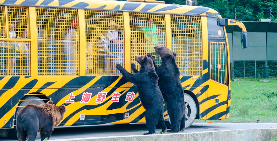 Bears interacting with a safari bus at Shanghai Wild Animal Park.