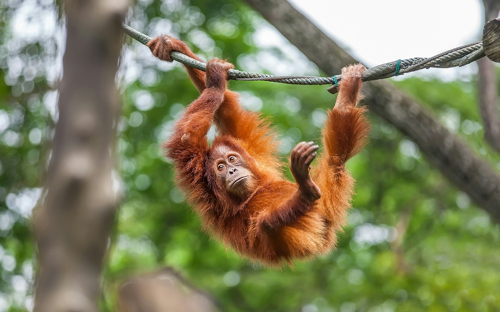 Visitors enjoying breakfast with orangutans at Singapore Zoo.