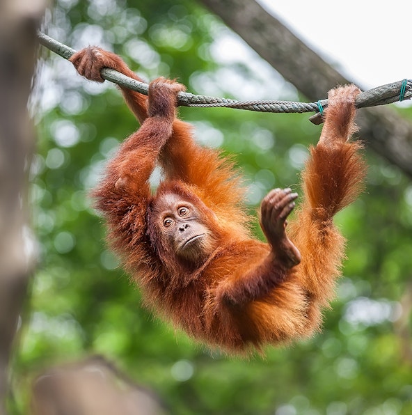Know why Singapore Zoo’s Breakfast in the Wild is worth it!