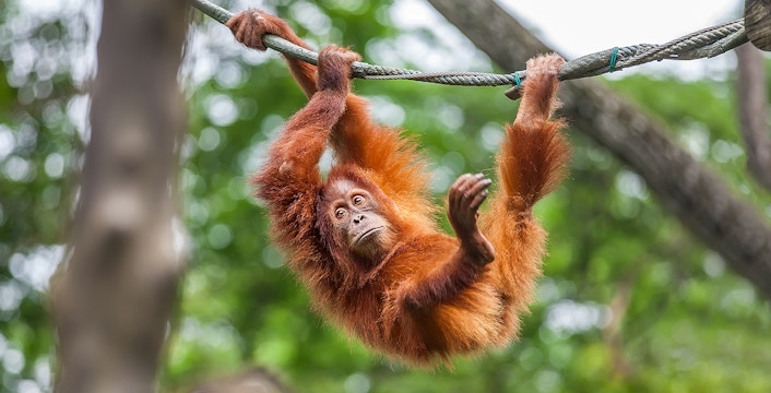 Orangutan swinging on a rope at Singapore Zoo.