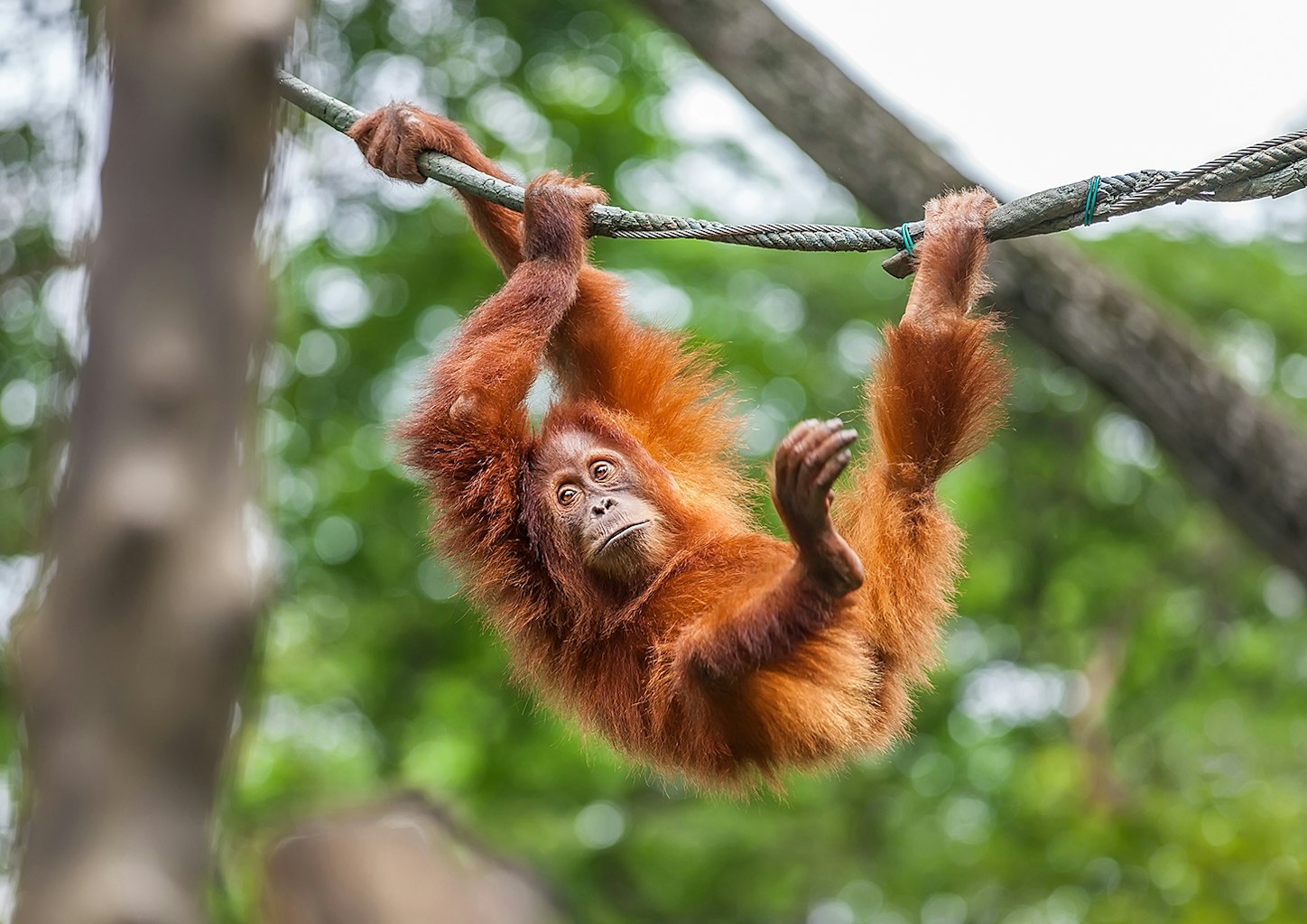 singapore zoo breakfast with orangutans