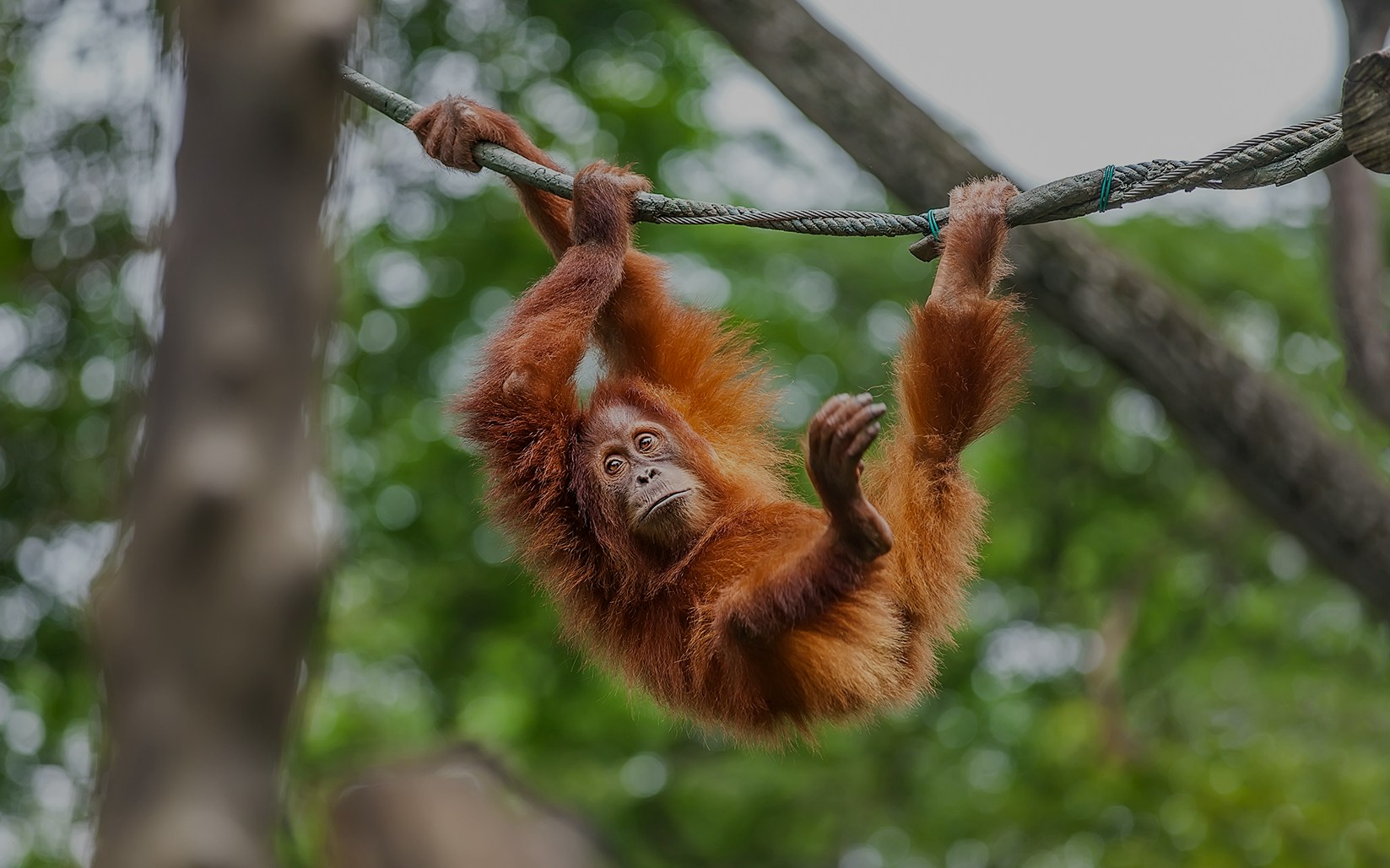 Orangutan - Safari World Bangkok tickets