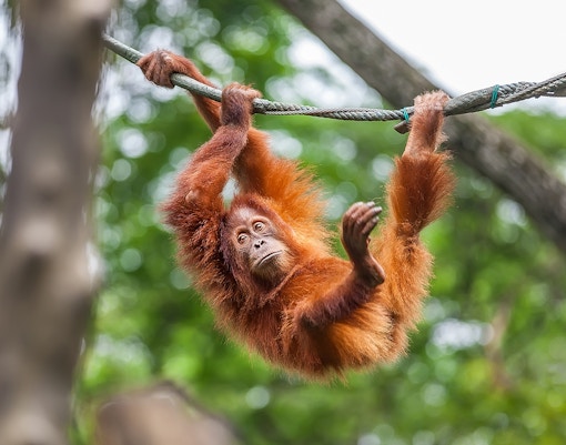 orangutan