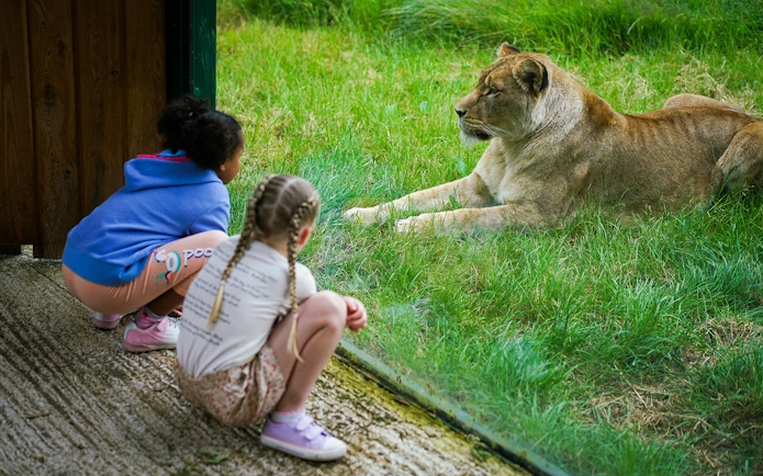 Children observing a lion through glass at Blackpool Zoo.