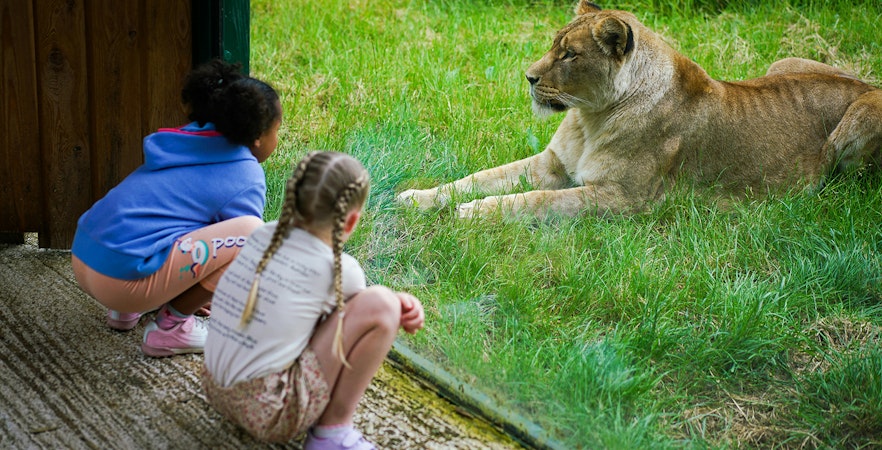 Children observing a lion through glass at Blackpool Zoo.
