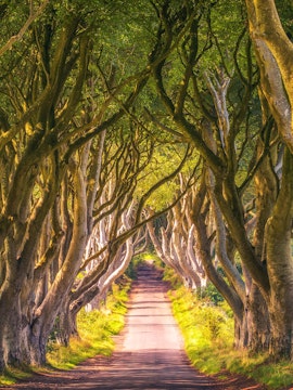 Dark Hedges tree-lined road, Northern Ireland, featured in Game of Thrones Studio Tour.