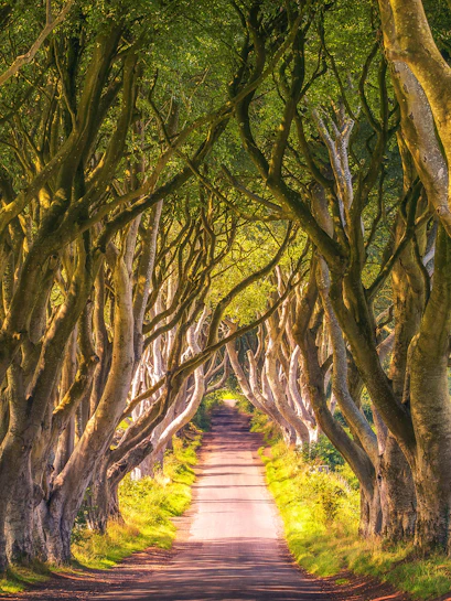 Dark Hedges tree-lined road, Northern Ireland, featured in Game of Thrones Studio Tour.