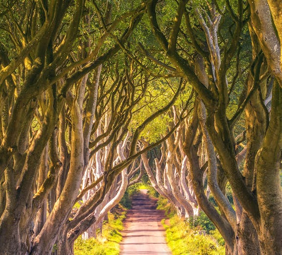 Dark Hedges tree-lined road, Northern Ireland, featured in Game of Thrones Studio Tour.