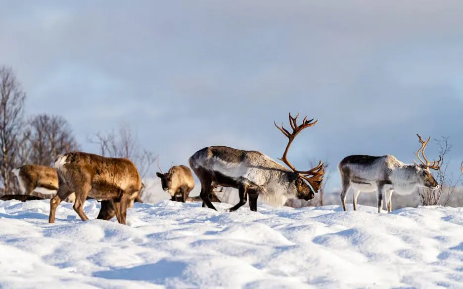 Reindeer grazing on snowy landscape in Tromsø, Norway.
