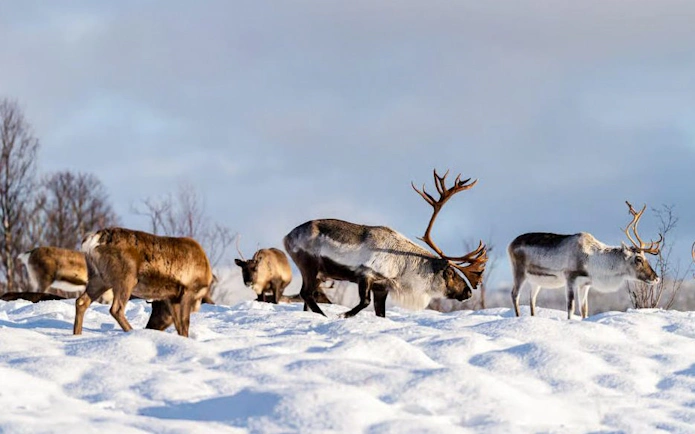 Reindeer grazing on snowy landscape in Tromsø, Norway.