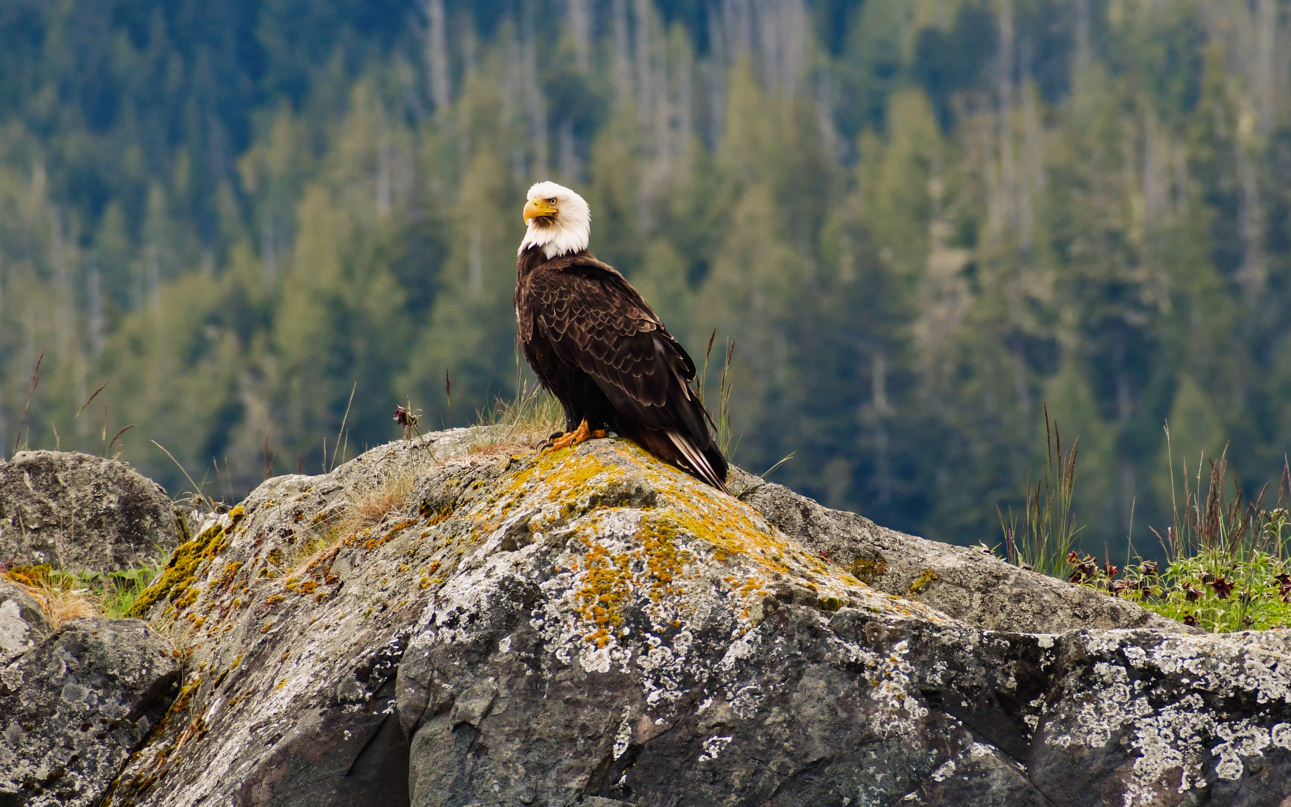 Bald eagle perched on a rock during Vancouver Whale Watching Tour.