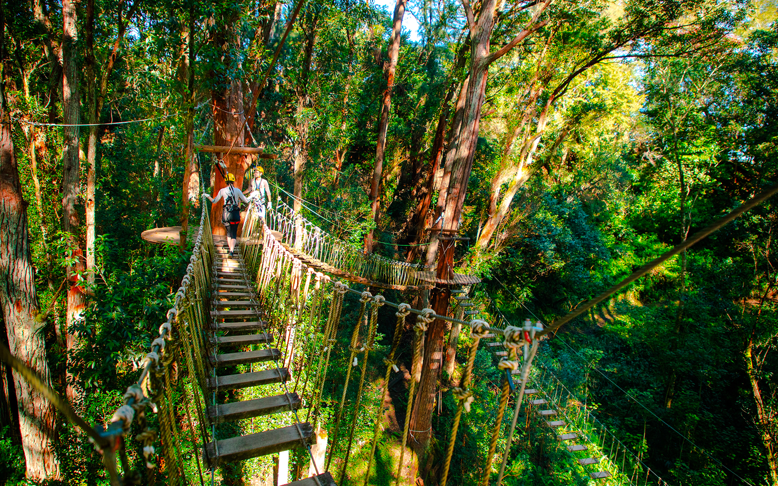 Guests crossing a rope bridge on Kohala Canopy Adventure in lush forest.