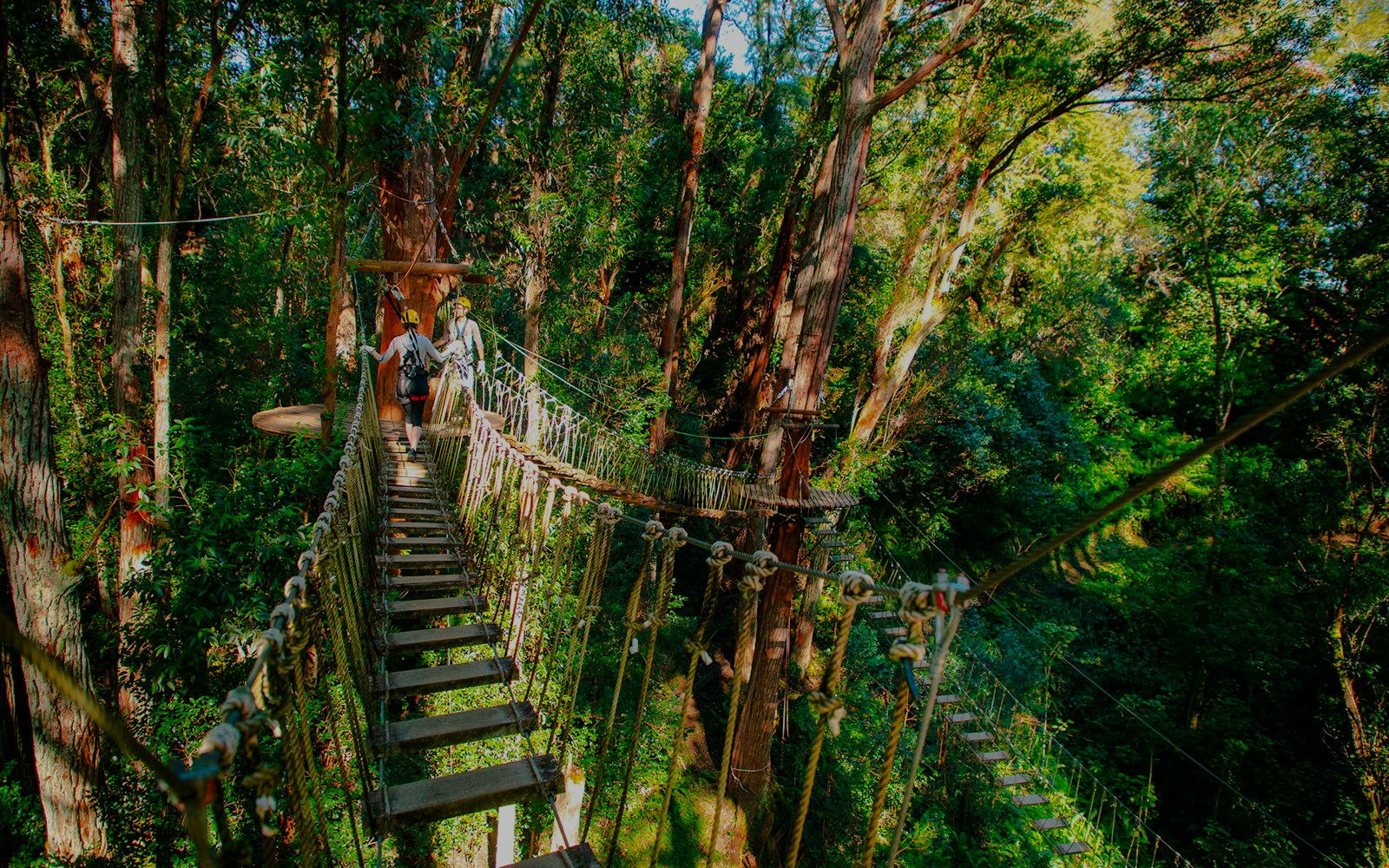 Guests crossing a rope bridge on Kohala Canopy Adventure in lush forest.