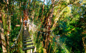 Guests crossing a rope bridge on Kohala Canopy Adventure in lush forest.