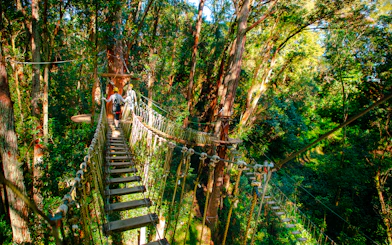 Guests crossing a rope bridge on Kohala Canopy Adventure in lush forest.