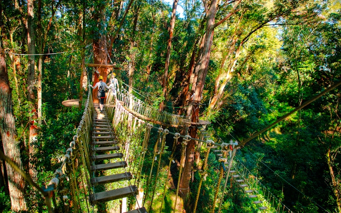 Guests crossing a rope bridge on Kohala Canopy Adventure in lush forest.