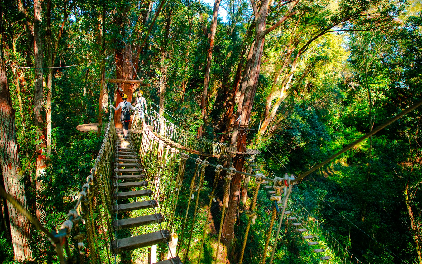 Guests crossing a rope bridge on Kohala Canopy Adventure in lush forest.
