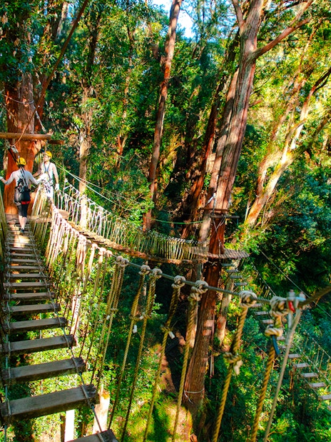 Guests crossing a rope bridge on Kohala Canopy Adventure in lush forest.