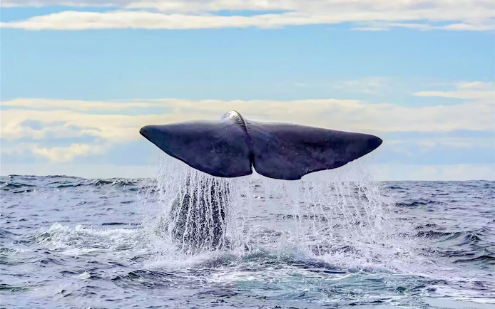 Whale tail emerging from water during Rib speedboat cruise in Tromso.