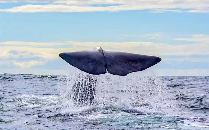 Whale tail emerging from water during Rib speedboat cruise in Tromso.