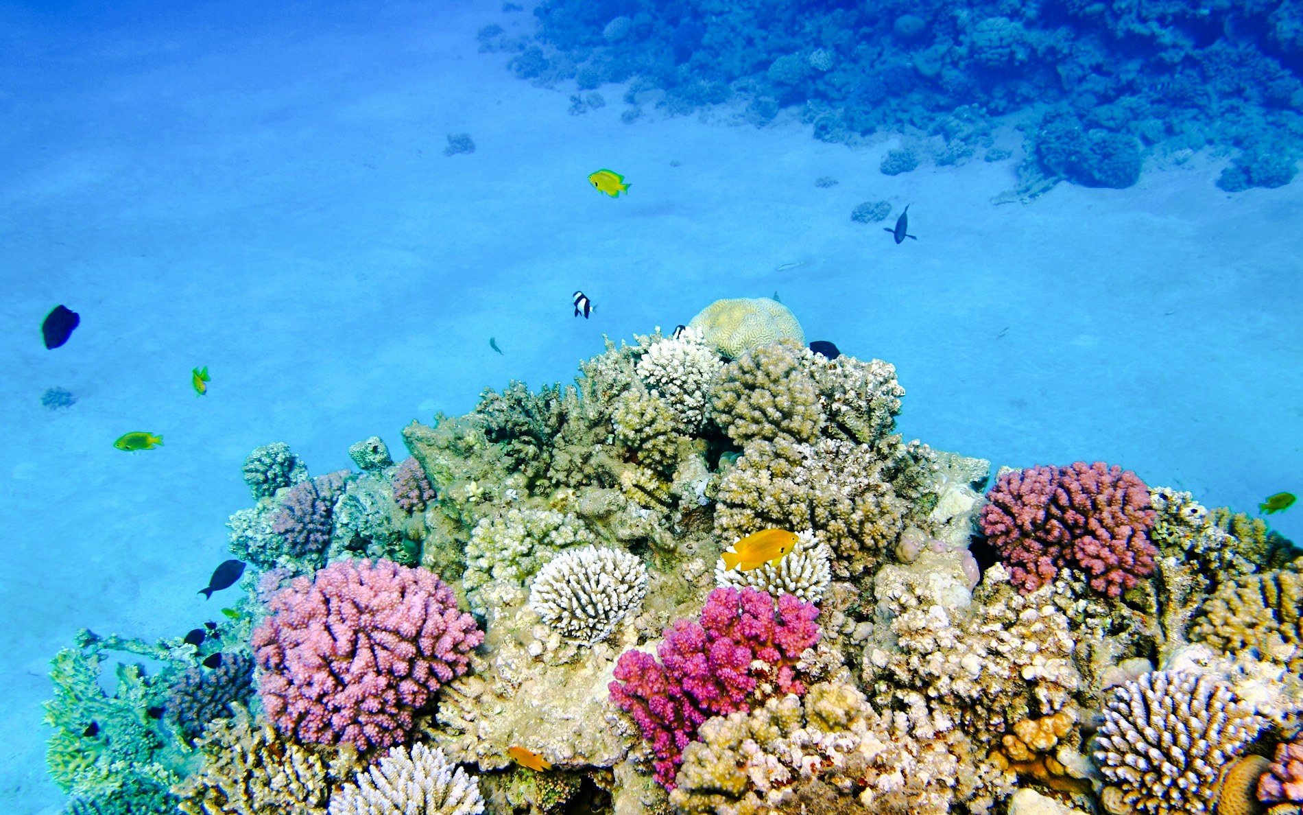 Coral reefs with colorful fish during snorkeling at White Island, Sharm El-Sheikh.