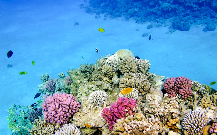 Coral reefs with colorful fish during snorkeling at White Island, Sharm El-Sheikh.