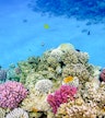 Tiran Island Coral Reefs