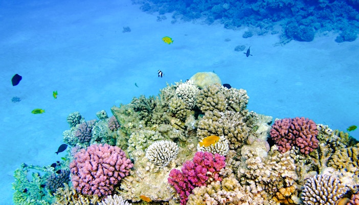 Coral reefs in the sea during snorkelling experience,