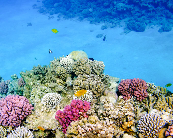From Sharm El-Sheikh: Ras Mohamed & White Island Diving & Snorkeling Cruise with BBQ Lunch & Transfers