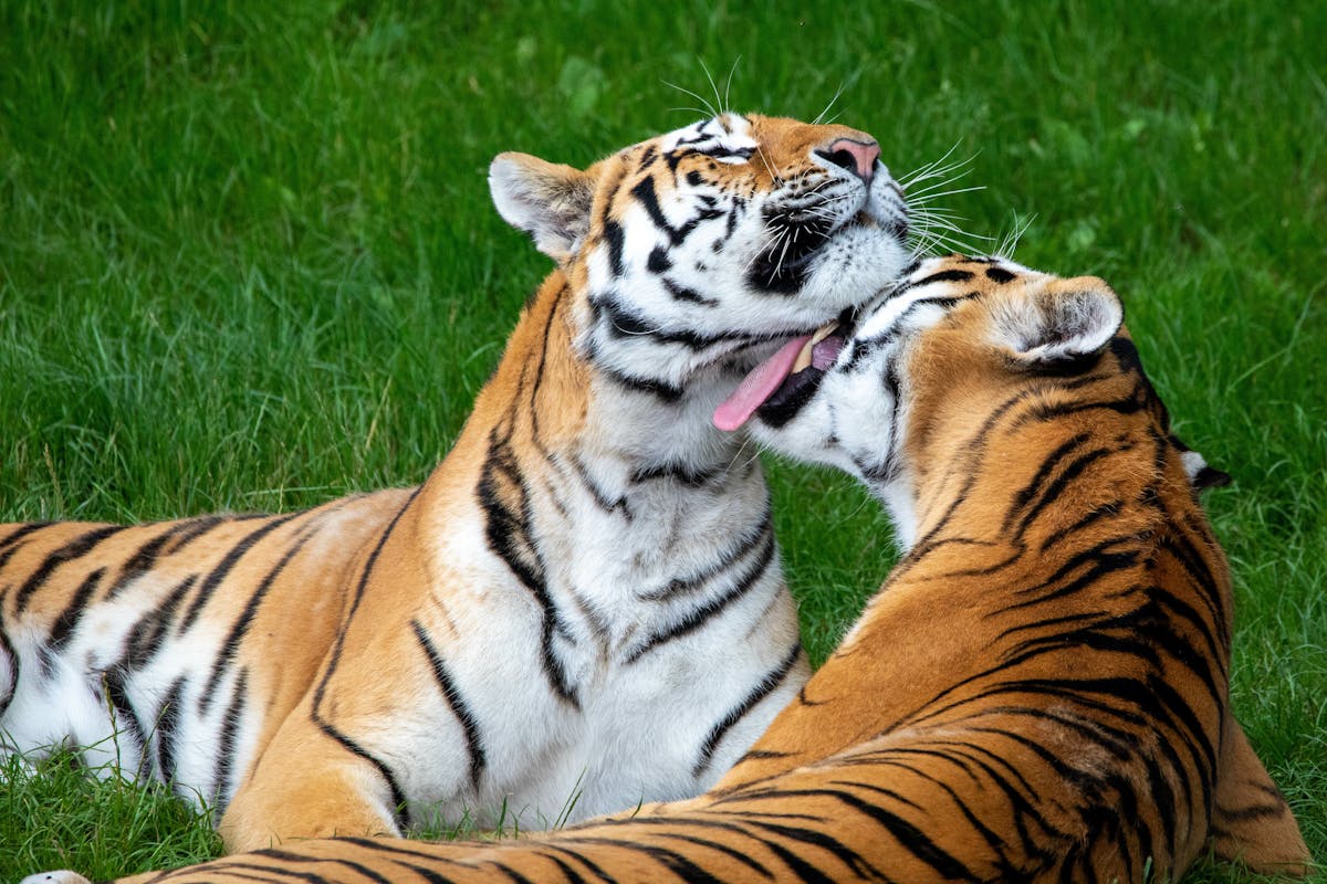 Whipsnade Zoo