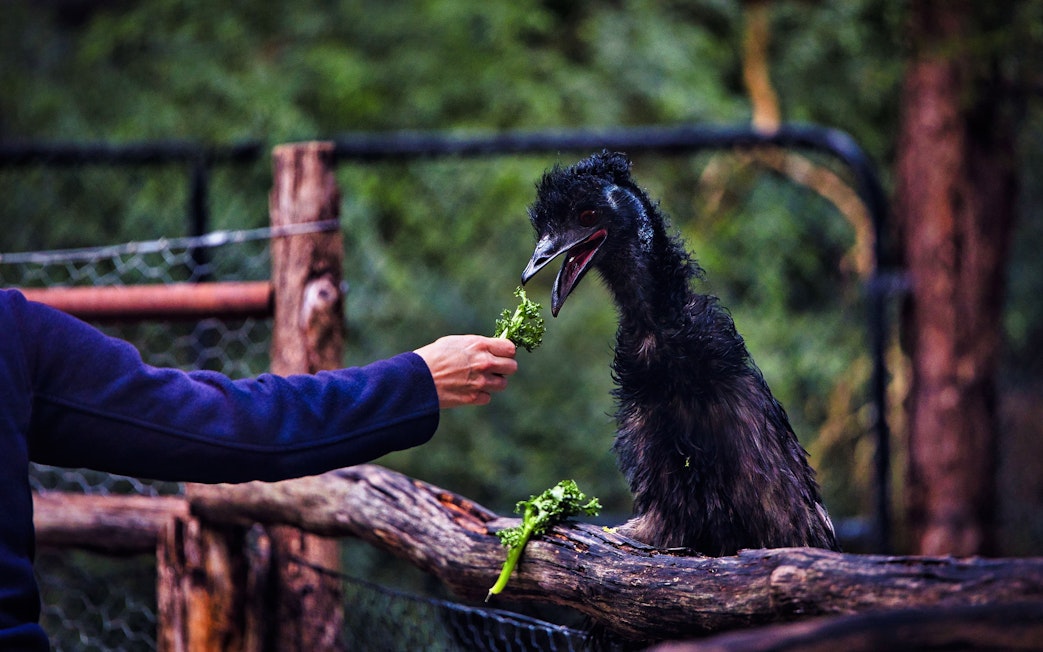 Person feeding an emu with lettuce leaves at a wildlife park.