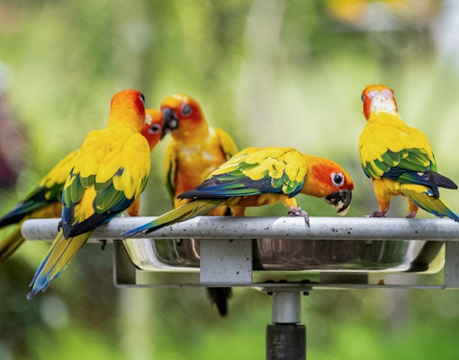 African Treetops, Bird Paradise