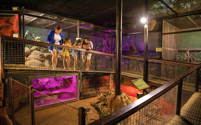 Visitors observing wildlife at Kuranda Koala Gardens, Birdworld Kuranda, and Butterfly Sanctuary.