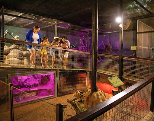 Visitors observing wildlife at Kuranda Koala Gardens, Birdworld Kuranda, and Butterfly Sanctuary.