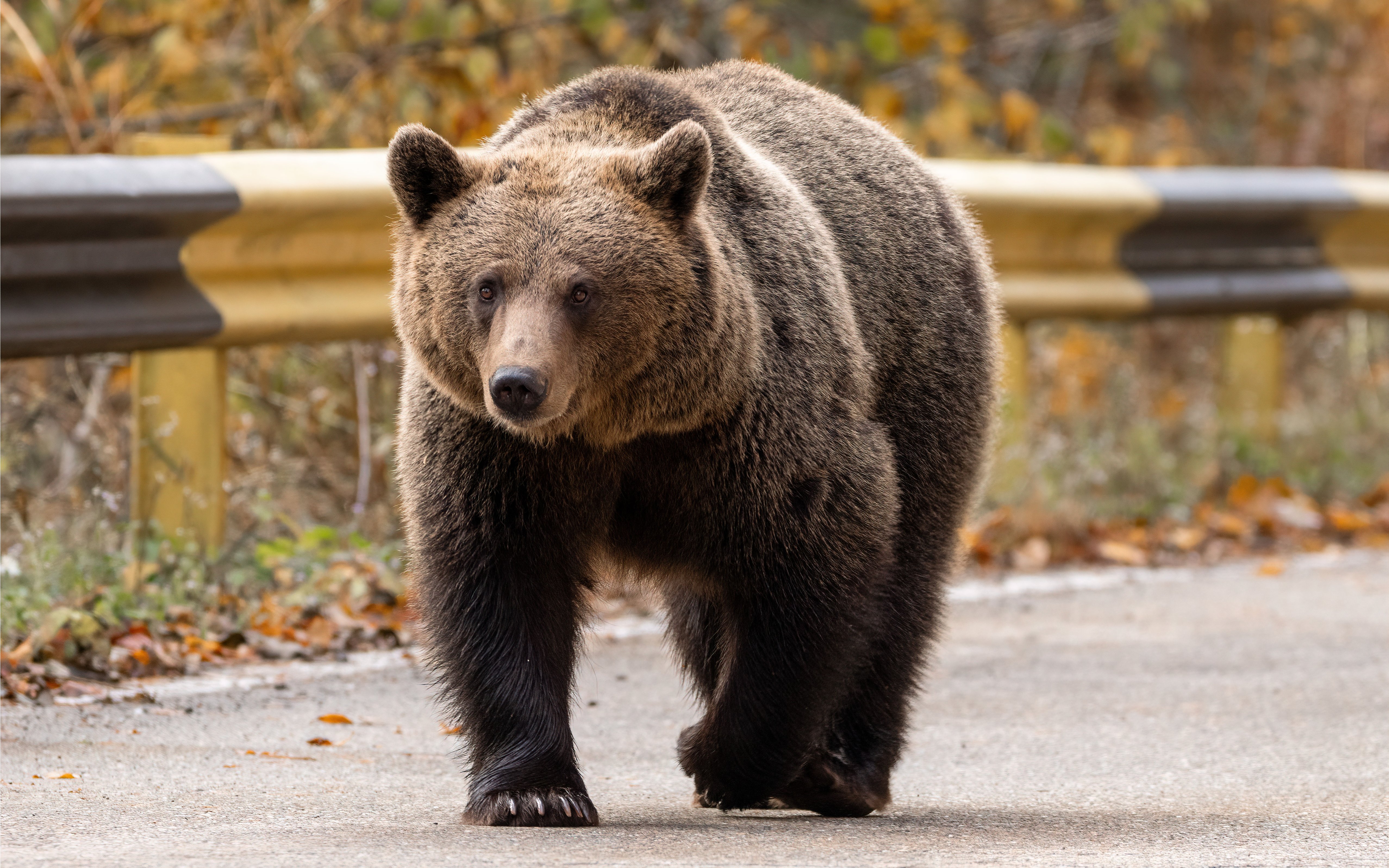 Avvistamento di orsi selvatici (lungo il percorso)