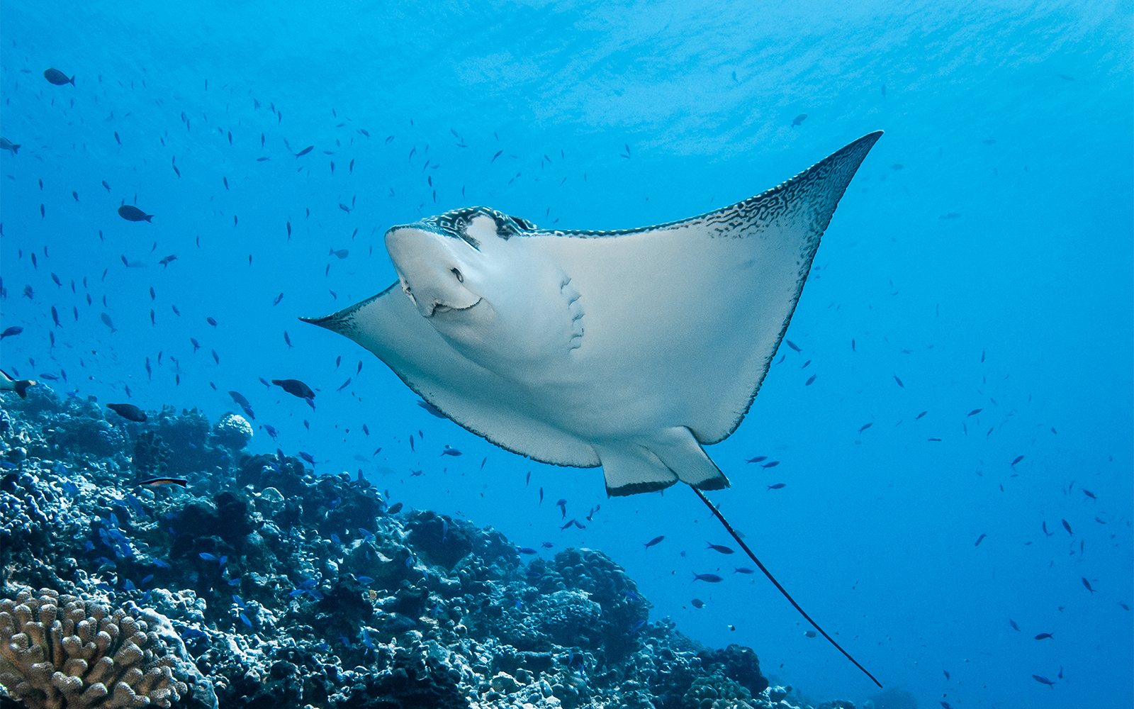 Eagle ray swimming in Istanbul Aquarium's French Polynesia exhibit.