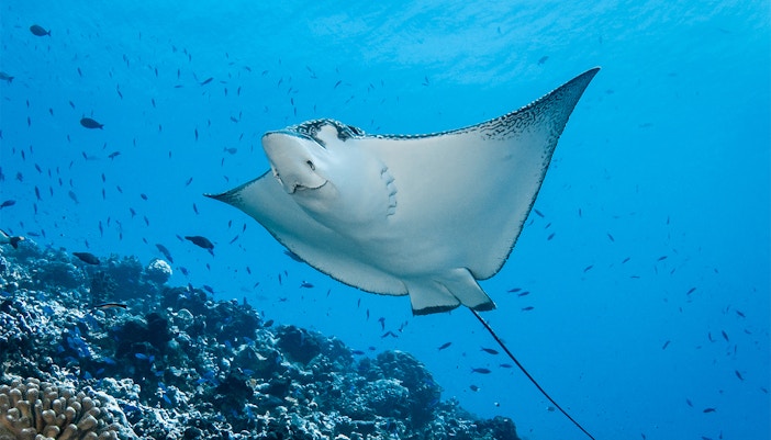Eagle ray swimming in Istanbul Aquarium's French Polynesia exhibit.