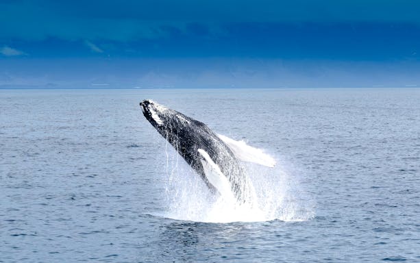 Whale breaching during Whales & Puffins Express Cruise, Reykjavik.