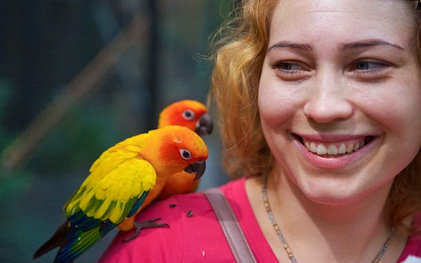 Colorful parrots perched on a visitor's shoulder at Phuket Bird Park.