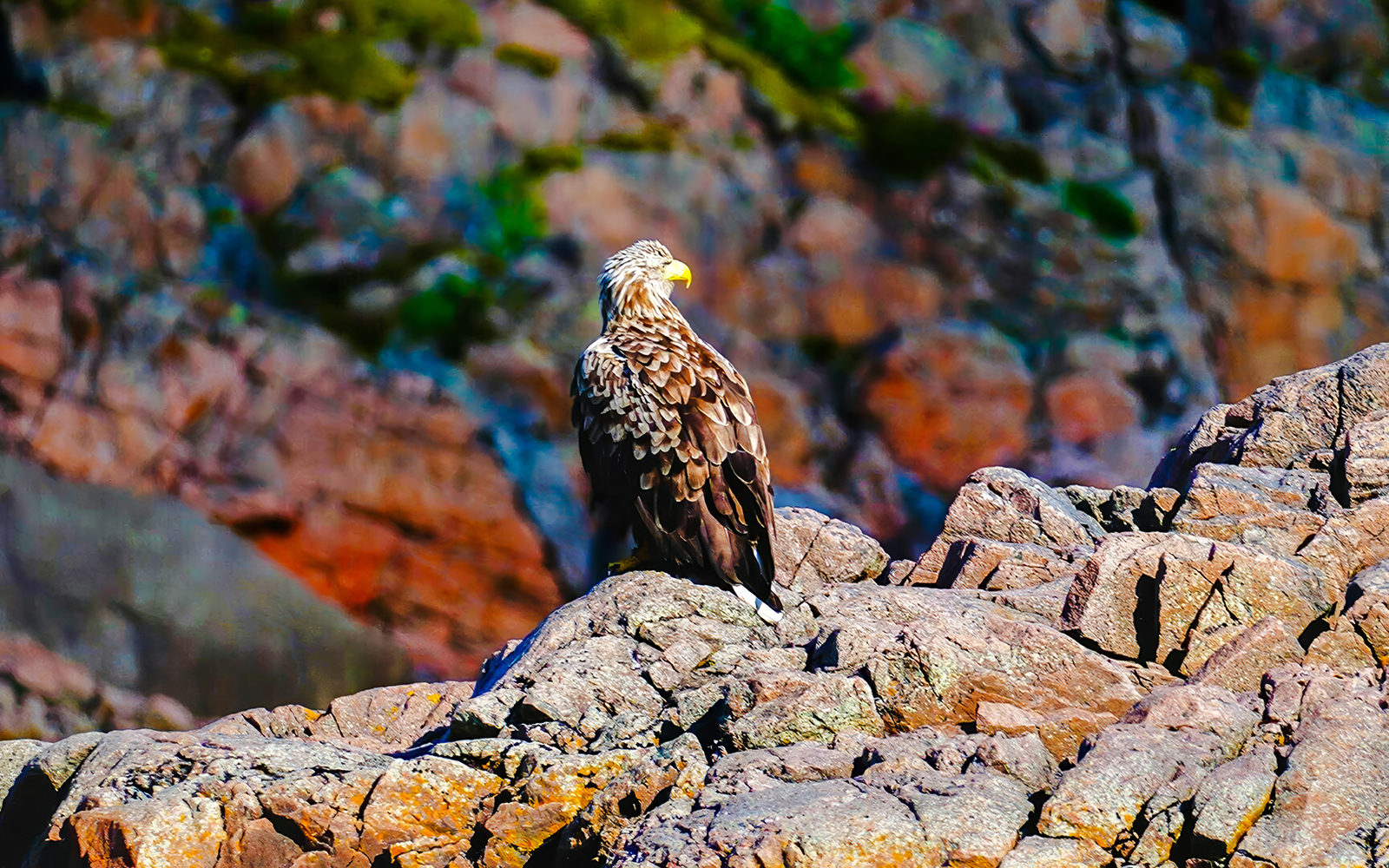Sea eagle perched on rocky cliffs in Lofoten, Norway.