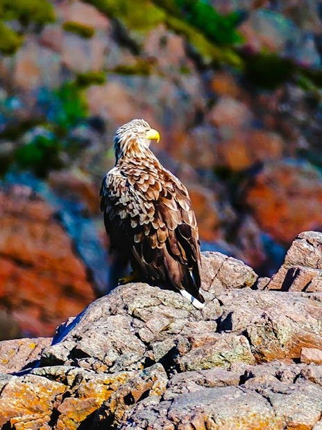 Sea eagle perched on rocky cliffs in Lofoten, Norway.