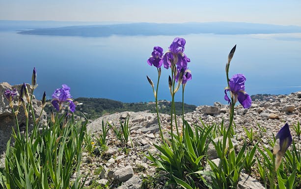 Purple irises on rocky terrain overlooking the Adriatic Sea from Biokovo, Makarska.