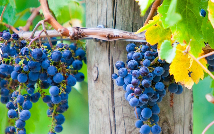 Grapevines with ripe grapes in Yarra Valley vineyard, part of Dandenong Ranges day tour.