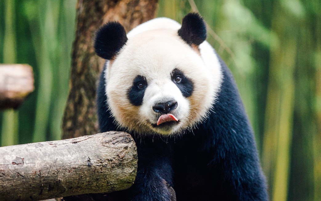 Panda at Ocean Park Hong Kong with tongue out, surrounded by bamboo.