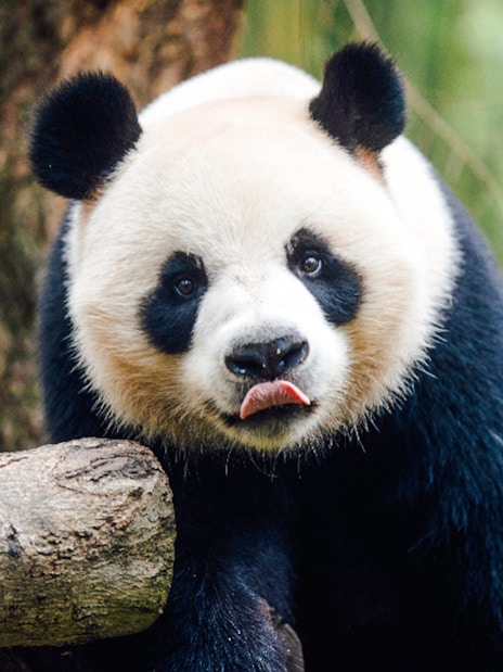 Panda at Ocean Park Hong Kong with tongue out, surrounded by bamboo.