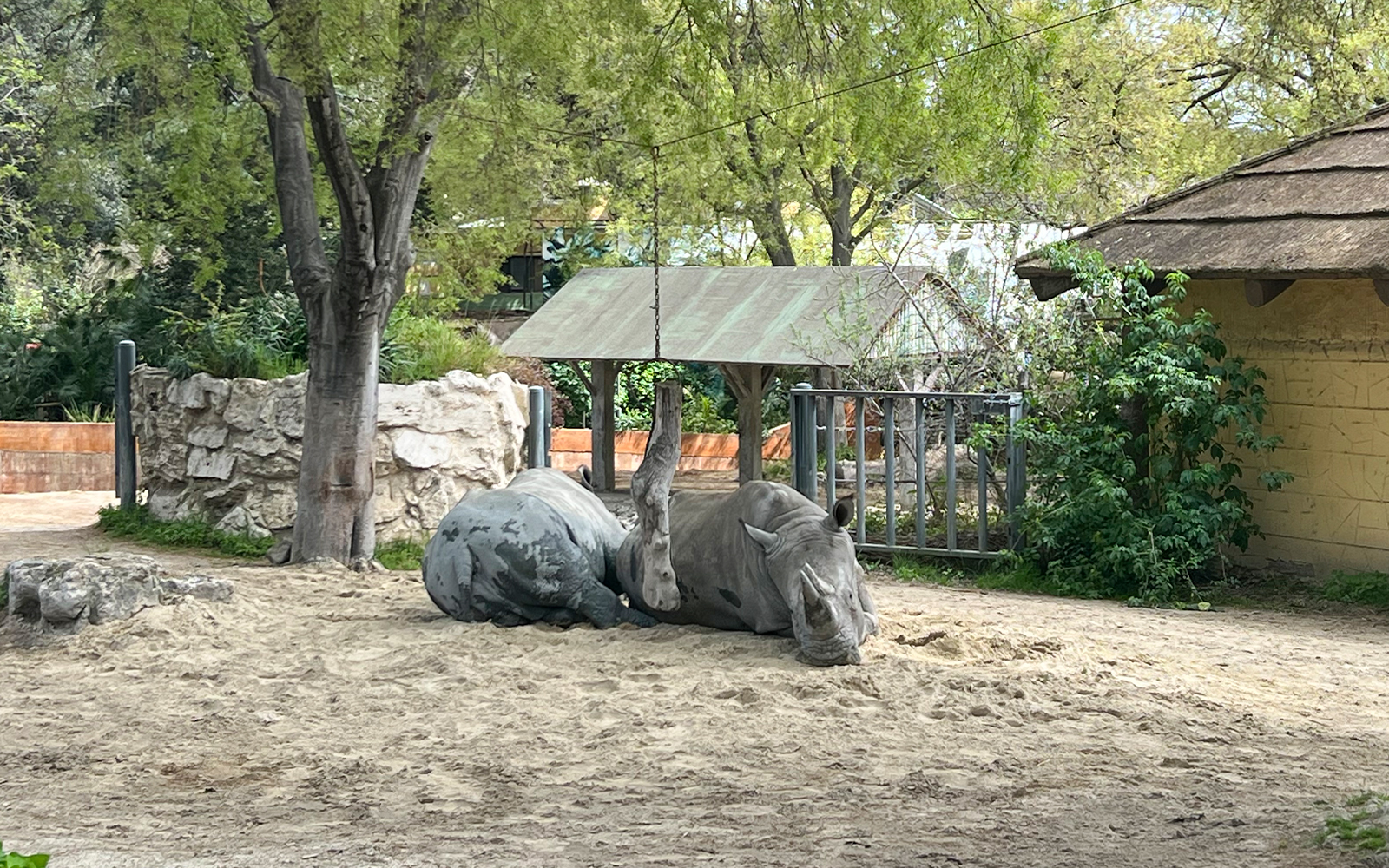 Rhino resting under a tree at Rome Bioparco.
